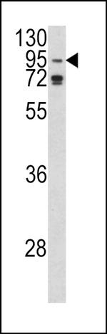 AGO1 Antibody in Western Blot (WB)