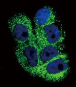 COL6A1 Antibody in Immunocytochemistry (ICC/IF)