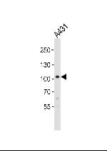 COL6A1 Antibody in Western Blot (WB)