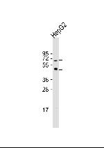 CREB3L1 Antibody in Western Blot (WB)