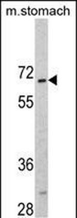 CREB3L1 Antibody in Western Blot (WB)