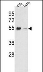 EEF1A1 Antibody in Western Blot (WB)