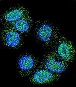 EEF1A1 Antibody in Immunocytochemistry (ICC/IF)