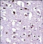 EEF1A1 Antibody in Immunohistochemistry (Paraffin) (IHC (P))