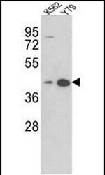 AZGP1 Antibody in Western Blot (WB)