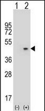 AZGP1 Antibody in Western Blot (WB)