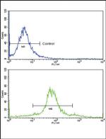 ETV4 Antibody in Flow Cytometry (Flow)