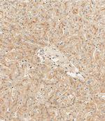 Hemopexin Antibody in Immunohistochemistry (Paraffin) (IHC (P))