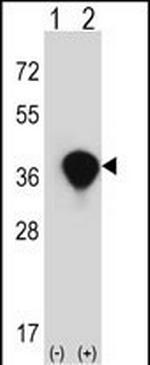 TALDO1 Antibody in Western Blot (WB)