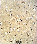 OGT Antibody in Immunohistochemistry (Paraffin) (IHC (P))