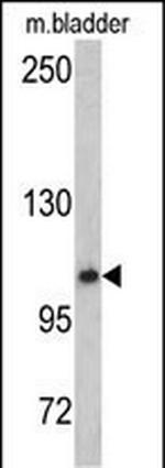 OGT Antibody in Western Blot (WB)