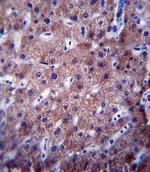 CYP2C19 Antibody in Immunohistochemistry (Paraffin) (IHC (P))