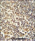 MAML3 Antibody in Immunohistochemistry (Paraffin) (IHC (P))