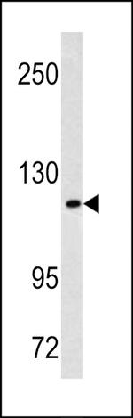 MAML3 Antibody in Western Blot (WB)