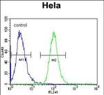 AKT2 Antibody in Flow Cytometry (Flow)