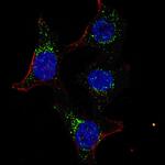 PDK4 Antibody in Immunocytochemistry (ICC/IF)