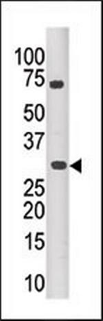 PIM3 Antibody in Western Blot (WB)