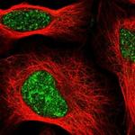 SIRT7 Antibody in Immunocytochemistry (ICC/IF)