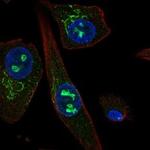 Sostdc1 Antibody in Immunocytochemistry (ICC/IF)