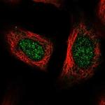 POLR2L Antibody in Immunocytochemistry (ICC/IF)