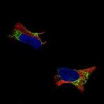 Pleiotrophin Antibody in Immunocytochemistry (ICC/IF)