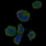 OR10P1 Antibody in Immunocytochemistry (ICC/IF)