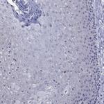 ApoA2 Antibody in Immunohistochemistry (Paraffin) (IHC (P))