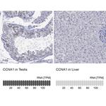 Cyclin A1 Antibody in Immunohistochemistry (Paraffin) (IHC (P))