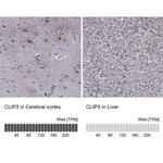 CLIP3 Antibody in Immunohistochemistry (Paraffin) (IHC (P))