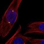 CDK5RAP2 Antibody in Immunocytochemistry (ICC/IF)