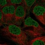 WEE2 Antibody in Immunocytochemistry (ICC/IF)