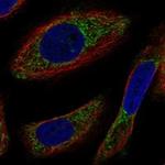 NYAP2 Antibody in Immunocytochemistry (ICC/IF)