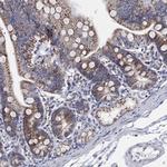 GCAT Antibody in Immunohistochemistry (Paraffin) (IHC (P))