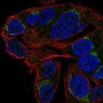 CHST13 Antibody in Immunocytochemistry (ICC/IF)