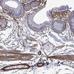 Perlecan Antibody in Immunohistochemistry (Paraffin) (IHC (P))