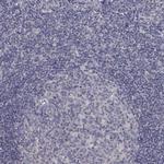 ZIP14 Antibody in Immunohistochemistry (Paraffin) (IHC (P))