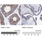 NME5 Antibody in Immunohistochemistry (Paraffin) (IHC (P))