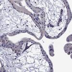 NME5 Antibody in Immunohistochemistry (Paraffin) (IHC (P))