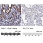 EAAC1 Antibody in Immunohistochemistry (Paraffin) (IHC (P))