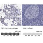 RCAN1 Antibody in Immunohistochemistry (Paraffin) (IHC (P))