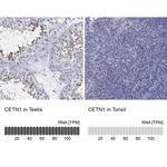 Centrin 1 Antibody in Immunohistochemistry (Paraffin) (IHC (P))