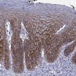 Glypican 1 Antibody in Immunohistochemistry (Paraffin) (IHC (P))