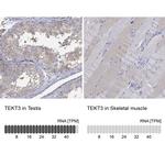 TEKT3 Antibody in Immunohistochemistry (Paraffin) (IHC (P))