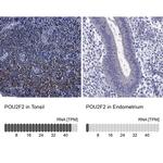 OCT2 Antibody in Immunohistochemistry (Paraffin) (IHC (P))