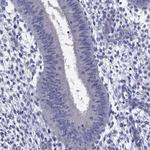 OCT2 Antibody in Immunohistochemistry (Paraffin) (IHC (P))