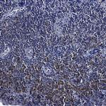 OCT2 Antibody in Immunohistochemistry (Paraffin) (IHC (P))