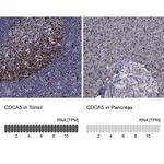 CDCA5 Antibody in Immunohistochemistry (Paraffin) (IHC (P))