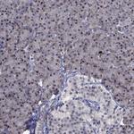 CDCA5 Antibody in Immunohistochemistry (Paraffin) (IHC (P))