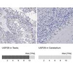 USP29 Antibody in Immunohistochemistry (Paraffin) (IHC (P))