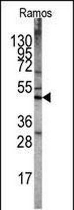 LKB1 Antibody in Western Blot (WB)